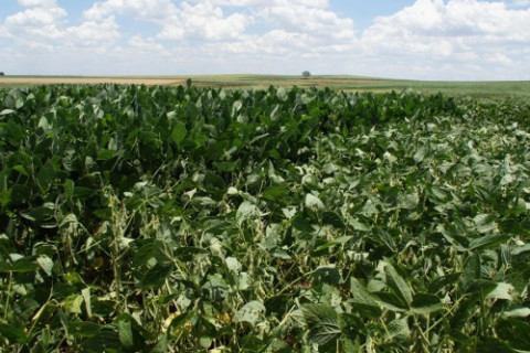 Ações práticas para minimizar as perdas de soja para a estiagem