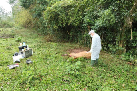Quatro casos de raiva herbívora são confirmados em Doutor Maurício Cardoso