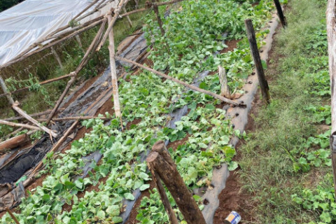 Vendaval provocou estragos em estufa de hortaliças de produtor do interior de Crissiumal