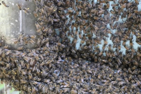 Saiba como agir ao se deparar com um enxame de abelhas