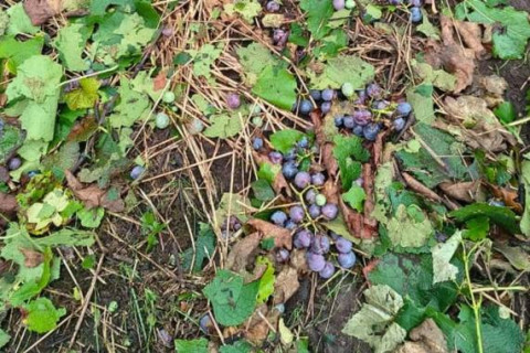 Chuva de granizo danifica 60 hectares de parreiras no interior de Flores da Cunha