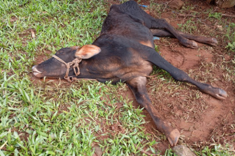 A chance de sobrevivência de um animal que desenvolveu raiva herbívora é praticamente nula. Mais de 10 animais morreram com a suspeita da doença em Crissiumal
