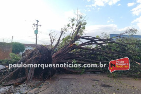 Figueira de grande porte é arrancada pela raiz durante chuva forte em Três de Maio