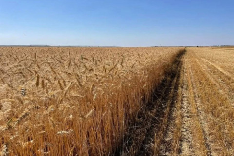 Redução da área de trigo alerta setor no RS